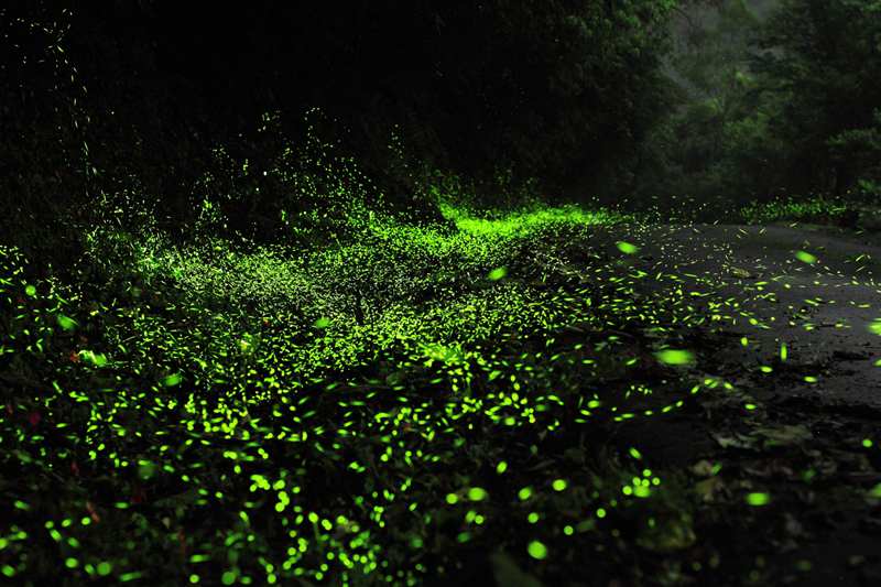 豫西大峡谷音乐节将放飞10万只萤火虫造“梦幻森林奇观”