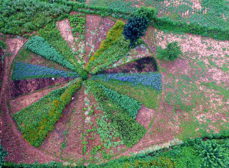 豫西老农田间种出两亩大24节气鲜花拼盘看花知时节