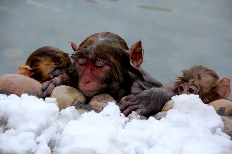 大雪纷飞 五龙口猕猴洗温泉享受