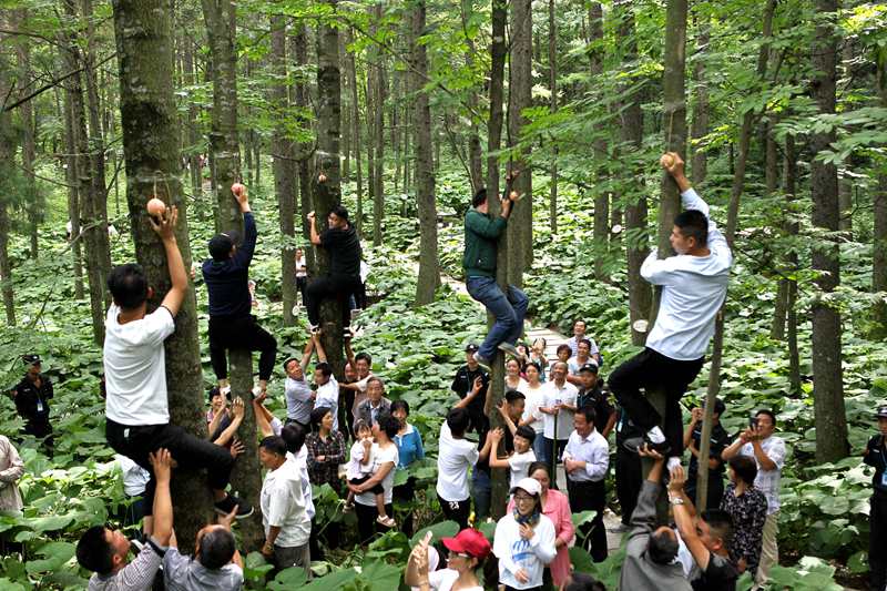 河南举行爬树大赛上百人同场竞技一较高低